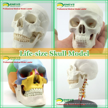 Anatomical Plastic Human Skull Model for Medical Education